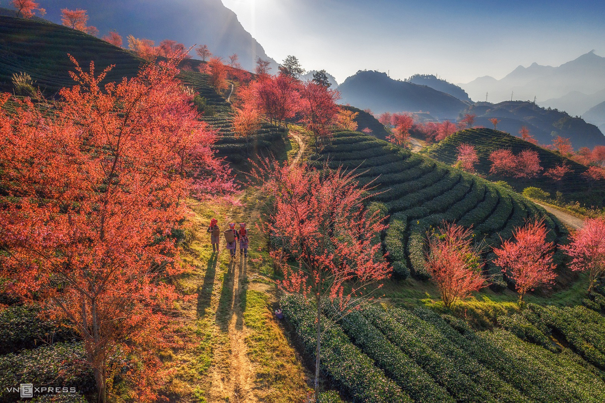 LES CERISIERS FLEURISSENT TÔT SUR LA COLLINE DE THÉ DE SAPA